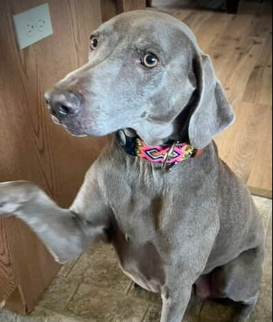 Retro Collar