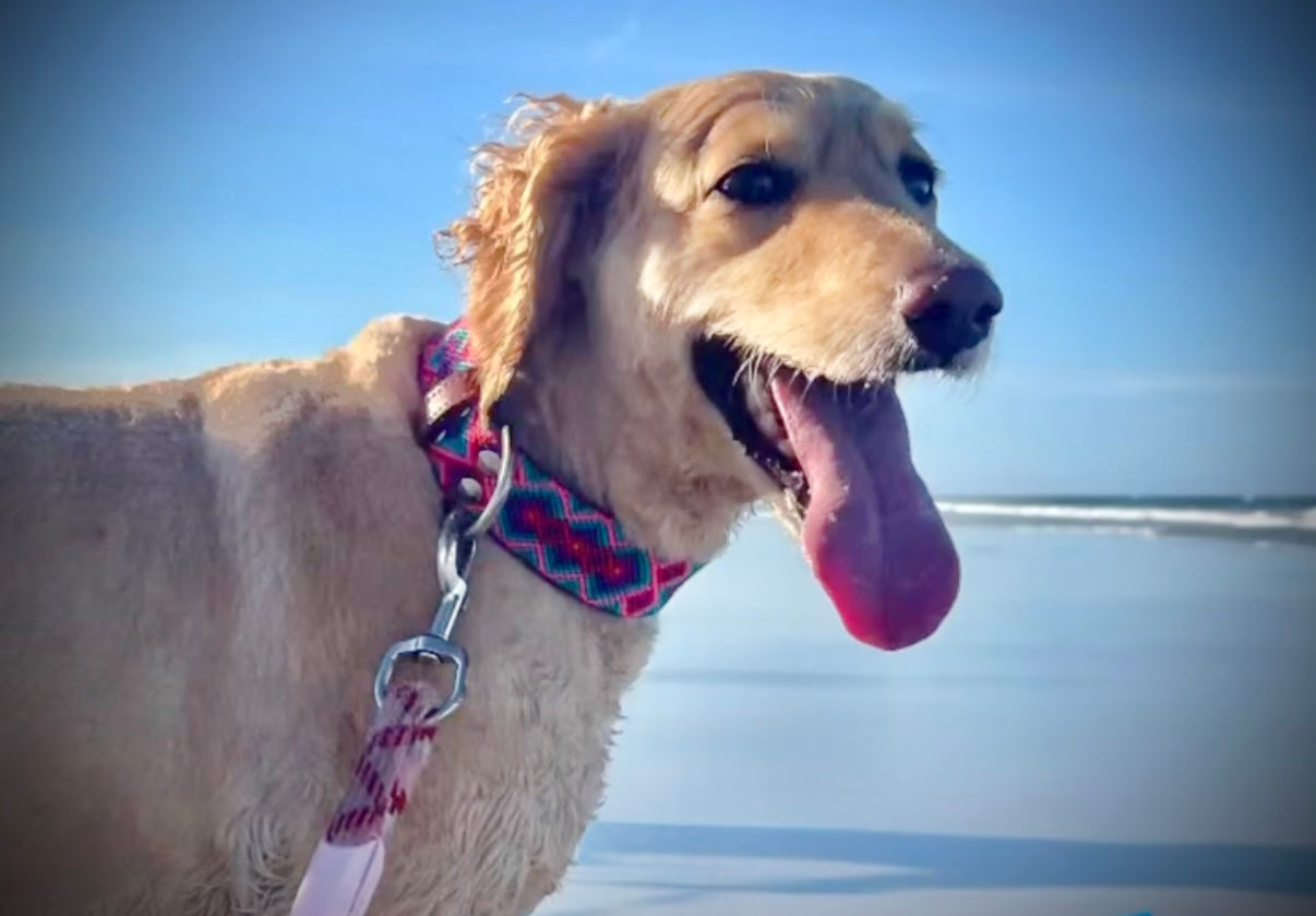 Lilo Collar