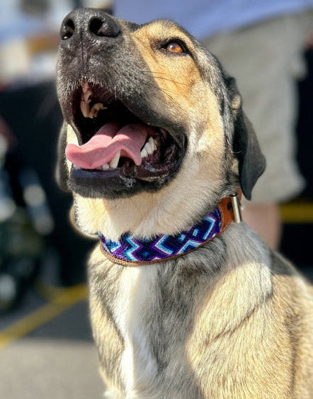 Lucy Collar