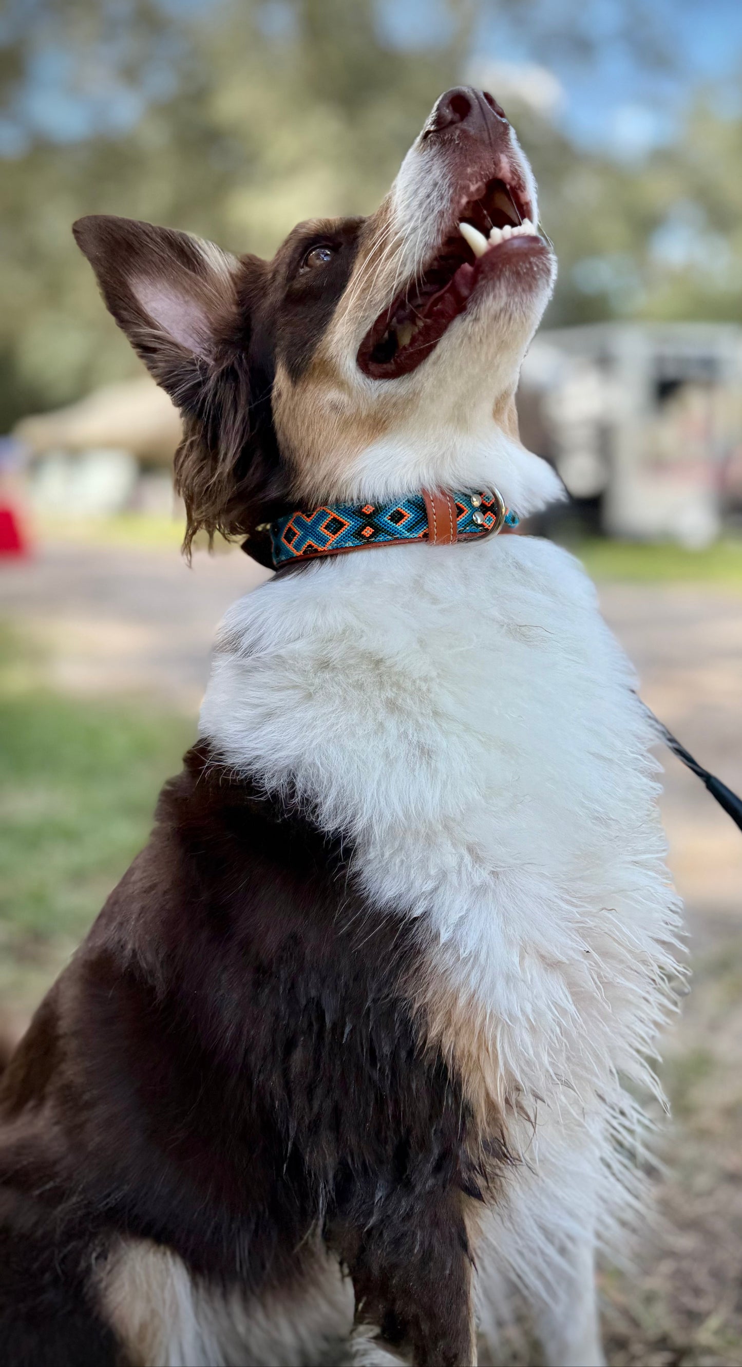 Ziggy Collar