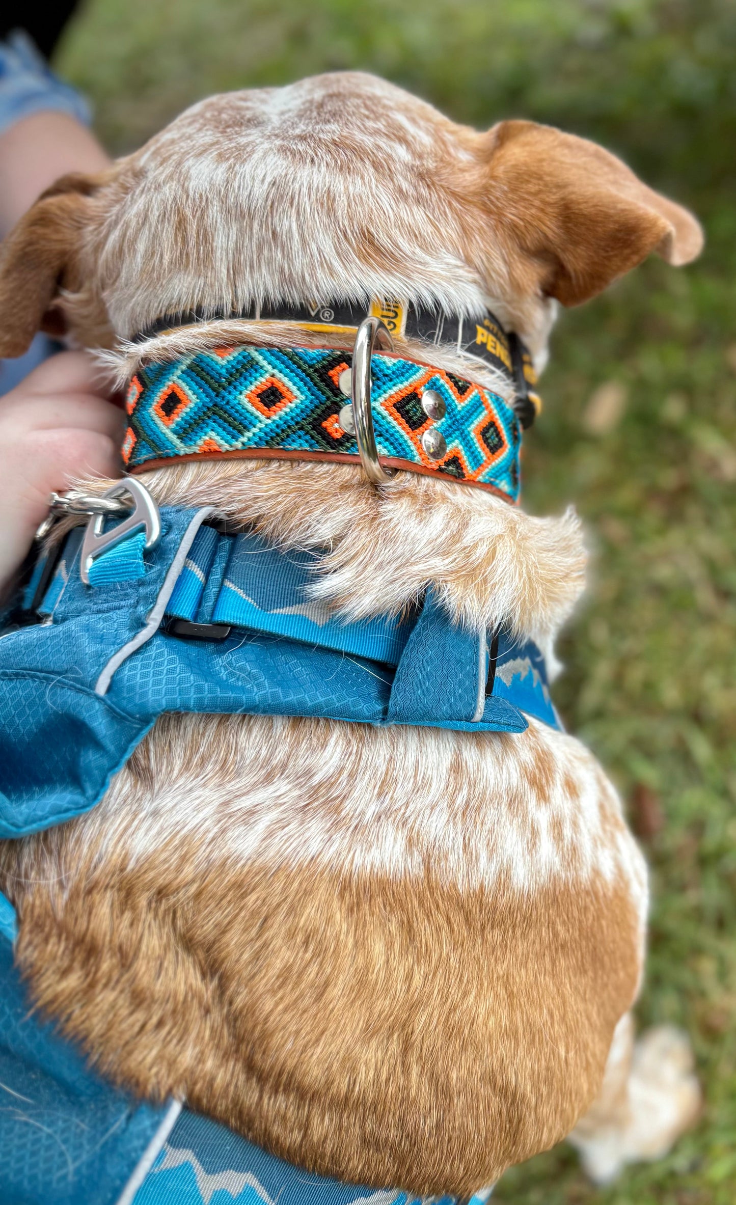 Ziggy Collar